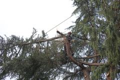 Arboral_P2-91