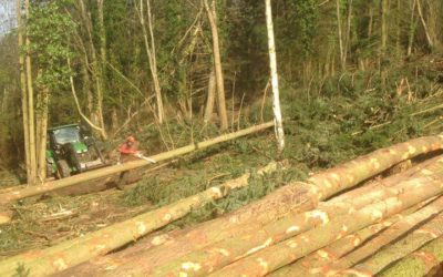 Entreprise d’élagage dans le Haut-Rhin