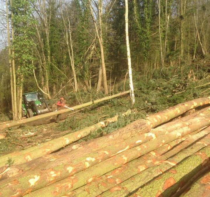 entreprise d'élagage dans le Haut-Rhin