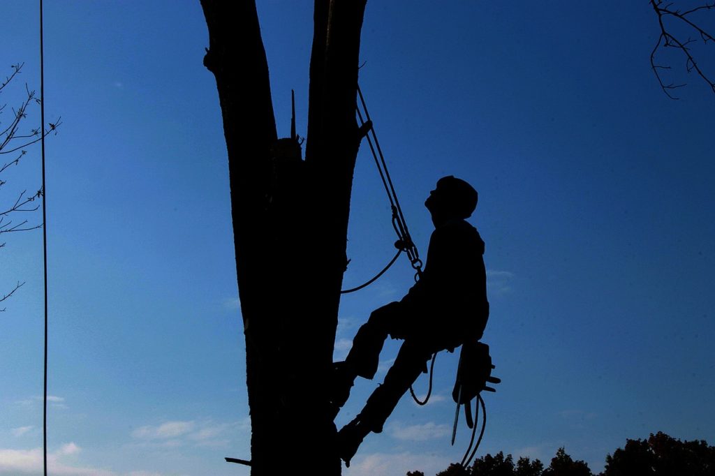 arboriste grimpeur en Alsace