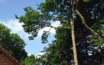Abattage d’arbre à Kaysersberg