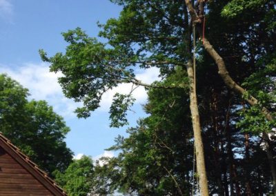 abattage arbre kaysersberg