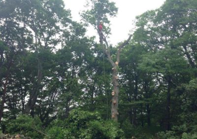 abattage arbre kaysersberg