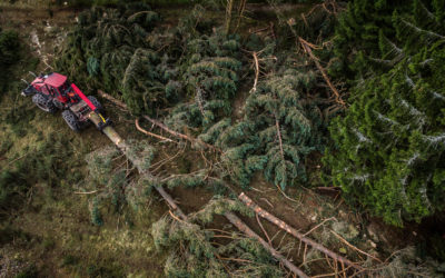 Abattre un arbre à Colmar