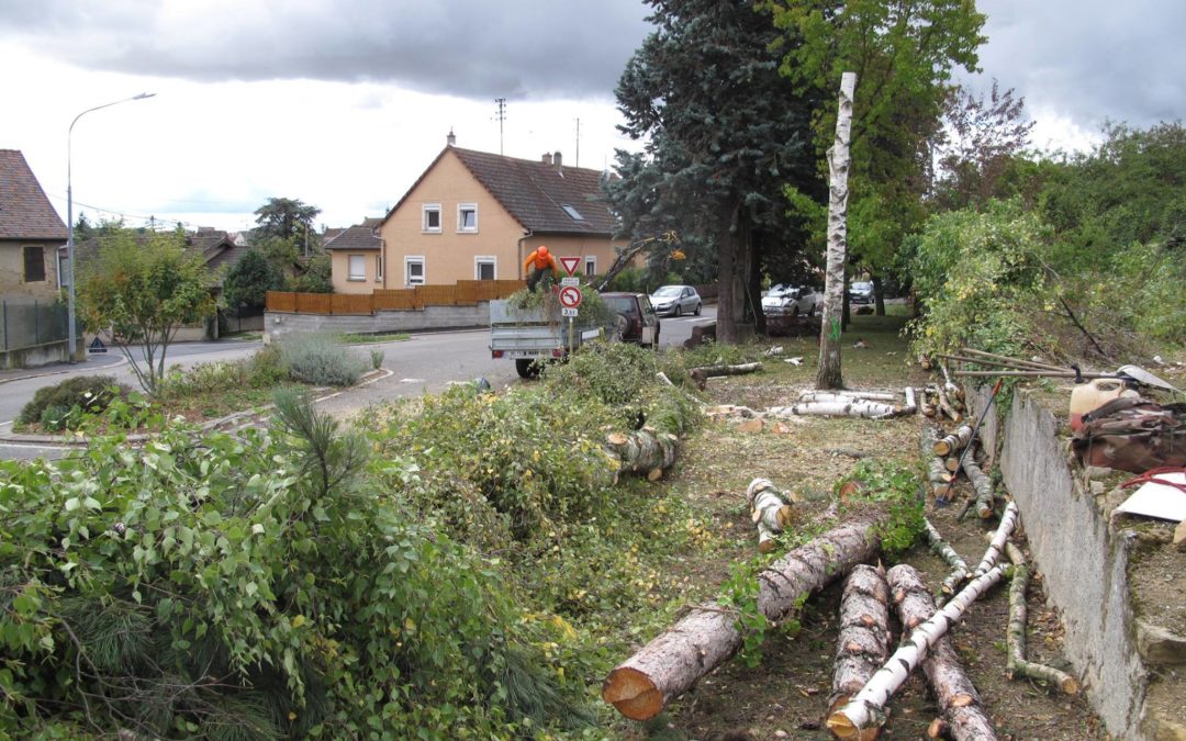 Abattage d’arbres à Munster