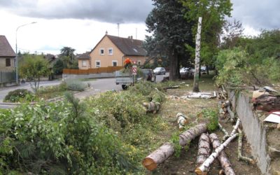 Abattage d’arbres à Colmar