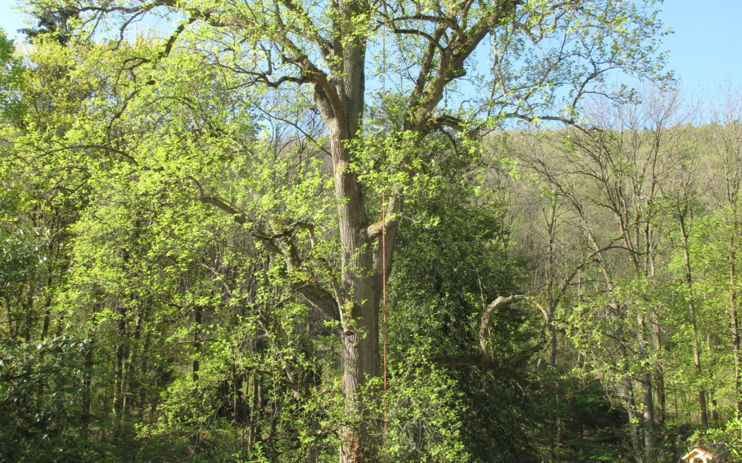 Votre arboriste à Munster