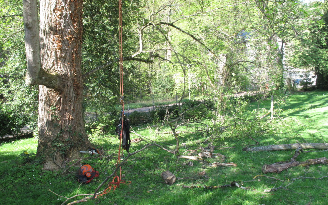 Travaux d’élagage à Ingersheim