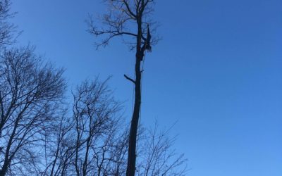 Arboriste dans le Haut-Rhin