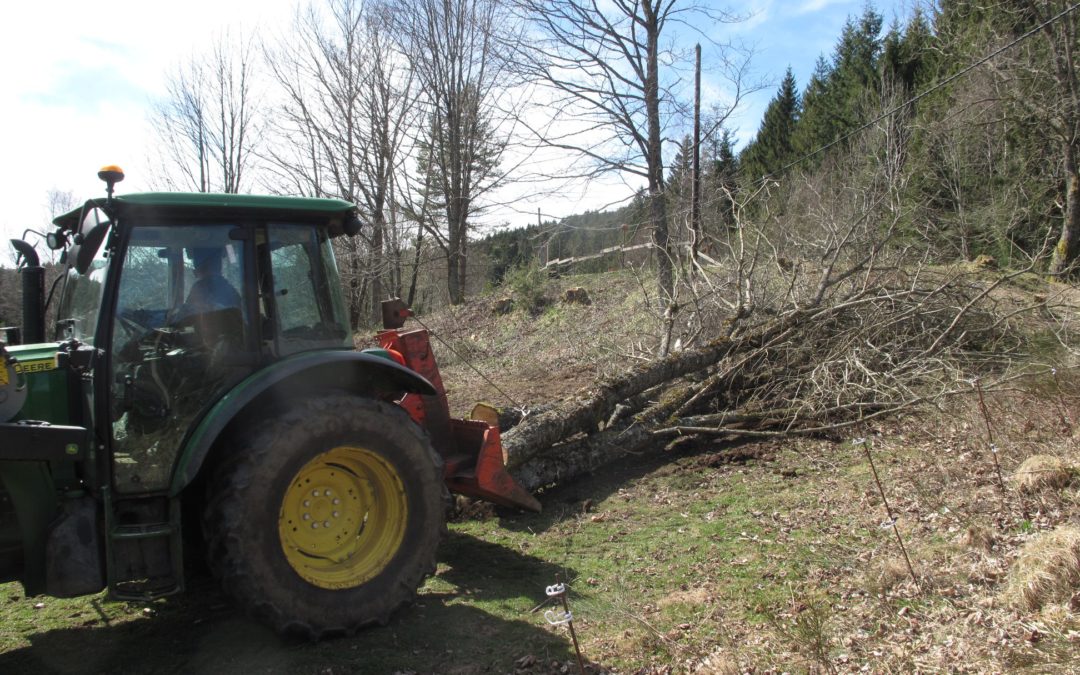 Travaux forestiers à Ingersheim : l’importance de les confier à des professionnels