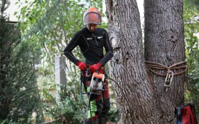 Abattage d’arbres à Orbey : Les services professionnels d’Arboral