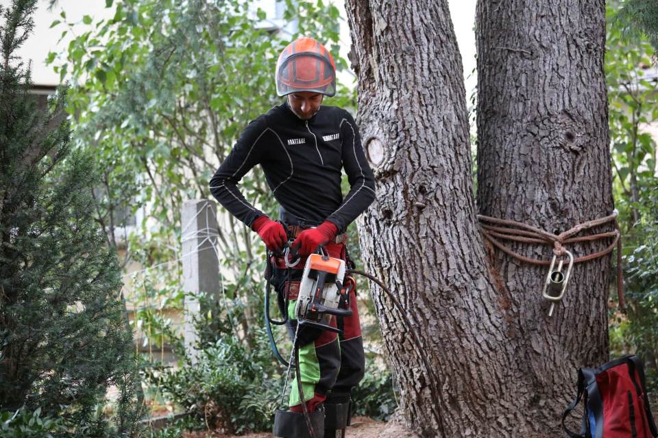 Abattage d’arbres à Orbey : Les services professionnels d’Arboral