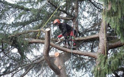 Travaux forestiers à Colmar : pourquoi choisir Arboral ?