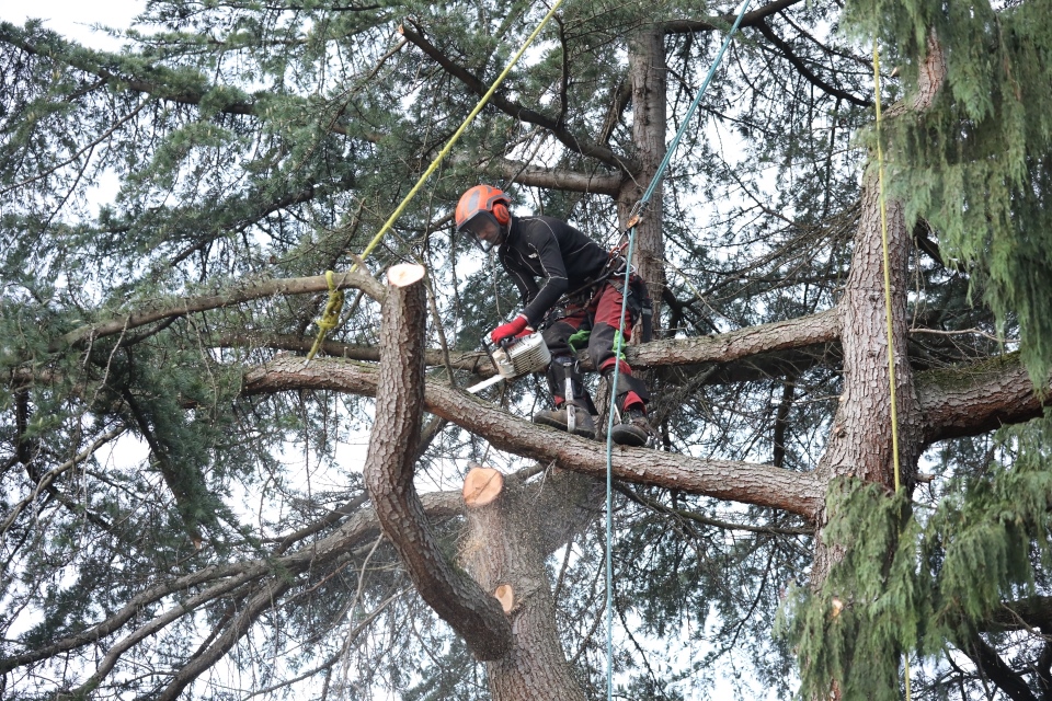 Travaux forestiers à Colmar : pourquoi choisir Arboral ?