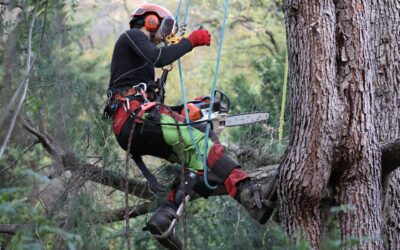 Arboriste à Colmar : nos spécialistes à votre disposition