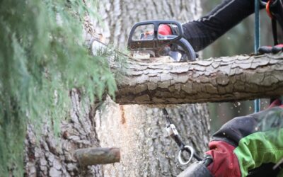 Travaux forestiers à Orbey : faites confiance à l’expertise d’Arboral