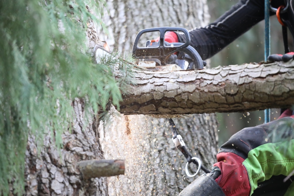 Travaux forestiers à Orbey : faites confiance à l’expertise d’Arboral