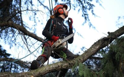 Coupe d’arbre à Orbey : notre spécialité