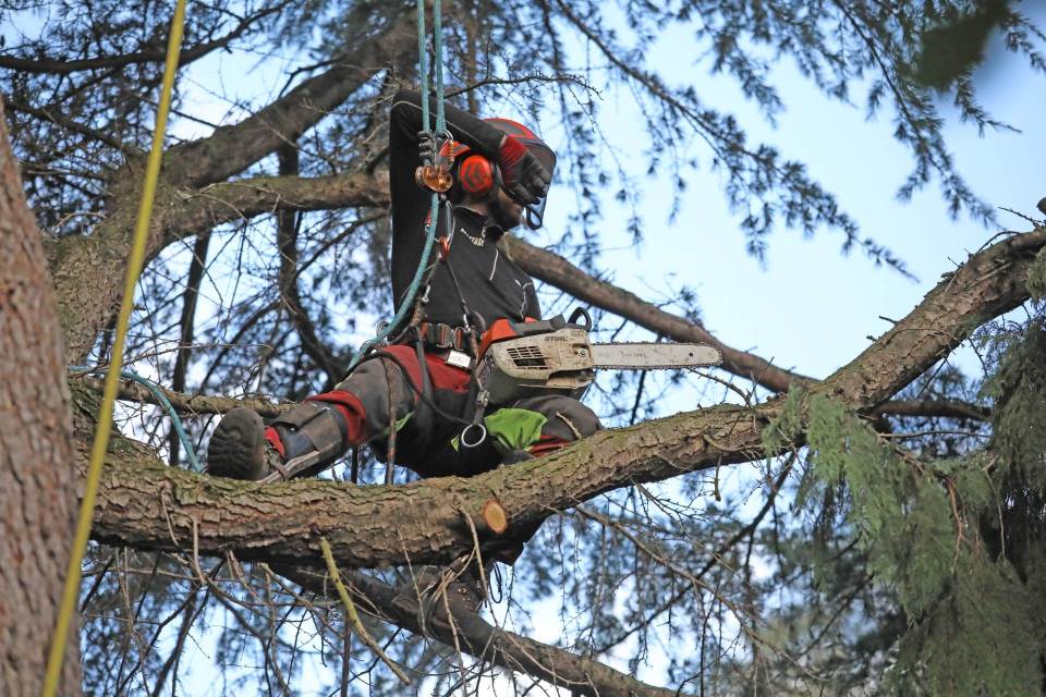 Travaux forestiers dans le Haut-Rhin