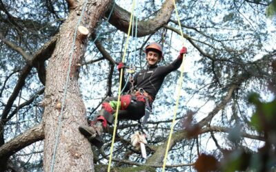 Élagage en Alsace avec Arboral