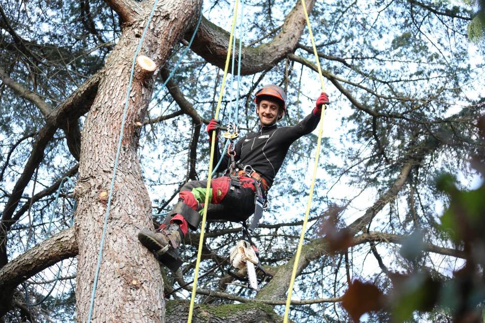 Élagage en Alsace avec Arboral