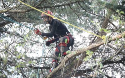 Arboriste grimpeur dans le Haut-Rhin : Expertise et Engagement Environnemental