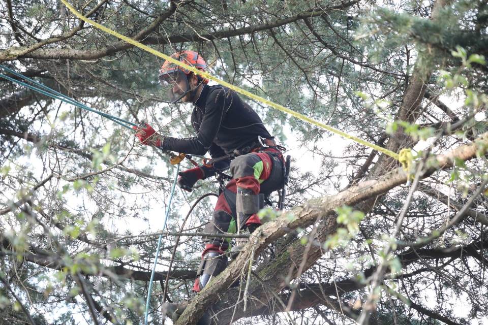 Arboriste grimpeur dans le Haut-Rhin