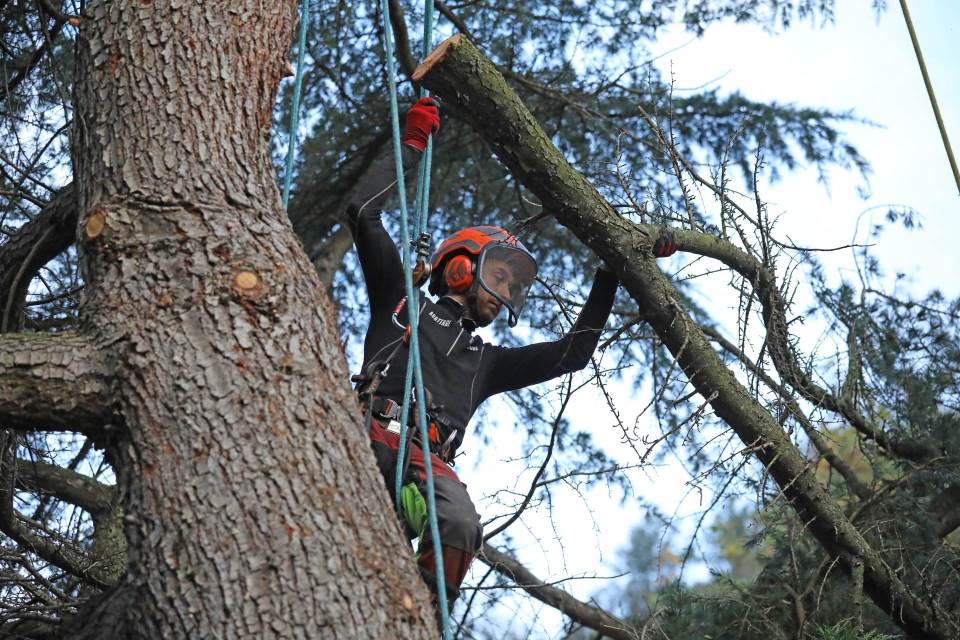 Arboriste à Orbey : une vaste gamme de compétences