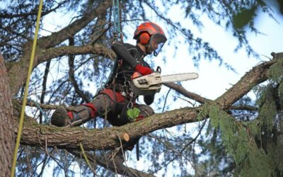 Coupe d’arbre à Labaroche : un professionnel polyvalent