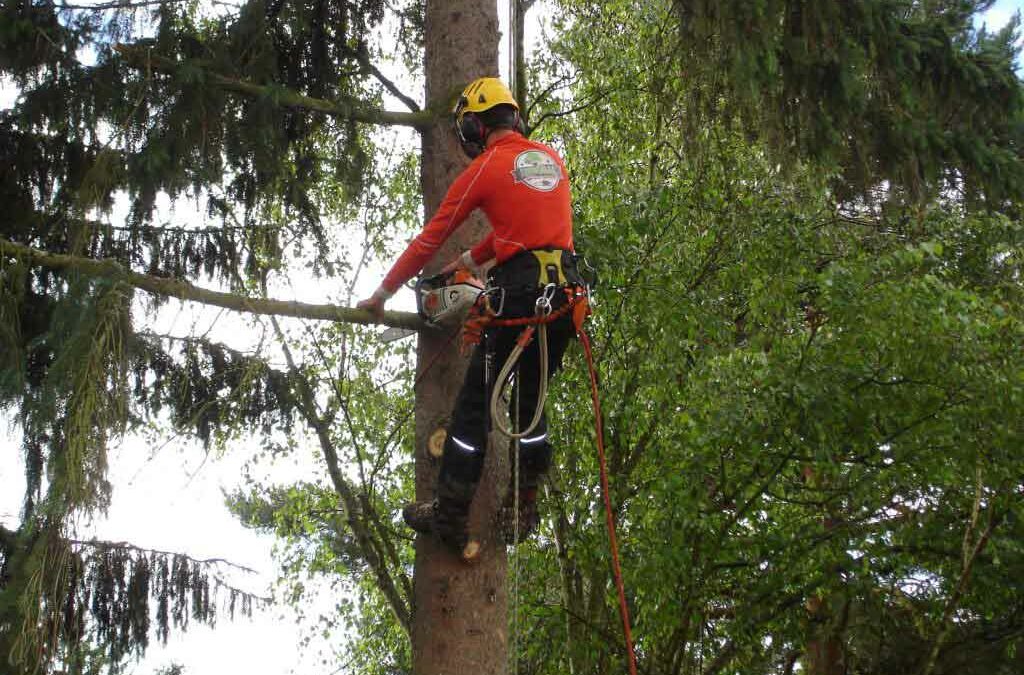 Élagage d'arbre à Orbey