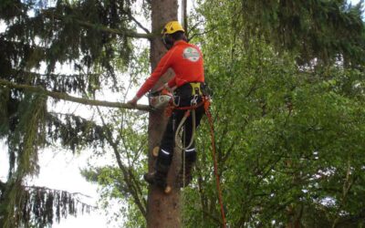 Élagage d’arbre à Orbey : essentiel pour la santé de vos arbres
