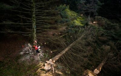 Abattage d’arbres à Ingersheim : un travail en toute sécurité