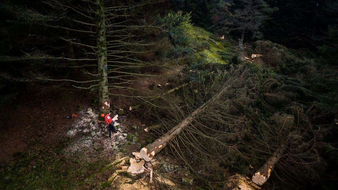 Abattage d’arbre à Colmar : un abattage en toute sécurité