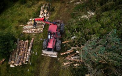 Abattage d’arbres à Mulhouse : comment savoir si vous devez l’abattre ?