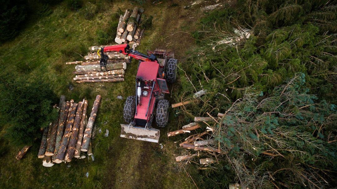 Abattage d'arbres à Mulhouse